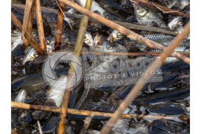Scardinius erythrophthalmus. Scardola. Riproduzione