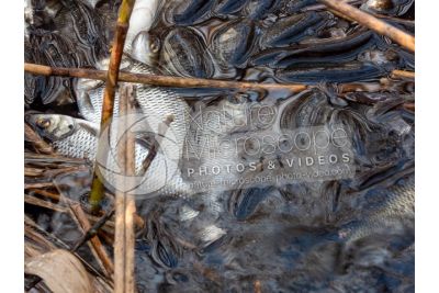 Scardinius erythrophthalmus. Scardola. Riproduzione