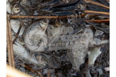 Scardinius erythrophthalmus. Scardola. Riproduzione