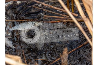 Scardinius erythrophthalmus. Scardola. Riproduzione